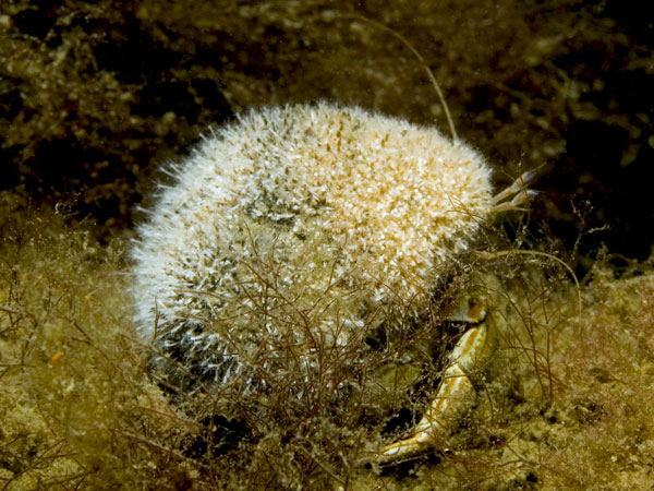 Hydractinia echinata